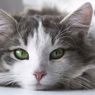 Mengapa Pupil Mata Kucing Berbentuk Vertikal? Ini Penjelasannya