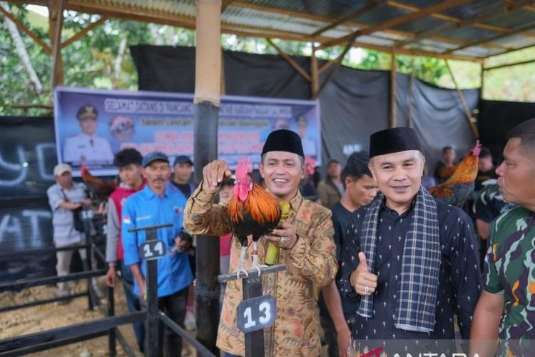 Bupati Solok Jon Firman Pandu saat menghadiri lomba ayam kukuak balenggek di Nagari Salimpek, Kecamatan Lembah Gumanti, Kabupaten Solok, Sumatera Barat. 