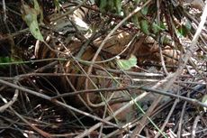 Seekor Harimau Betina Mati dengan Leher Terjerat Tali di Riau