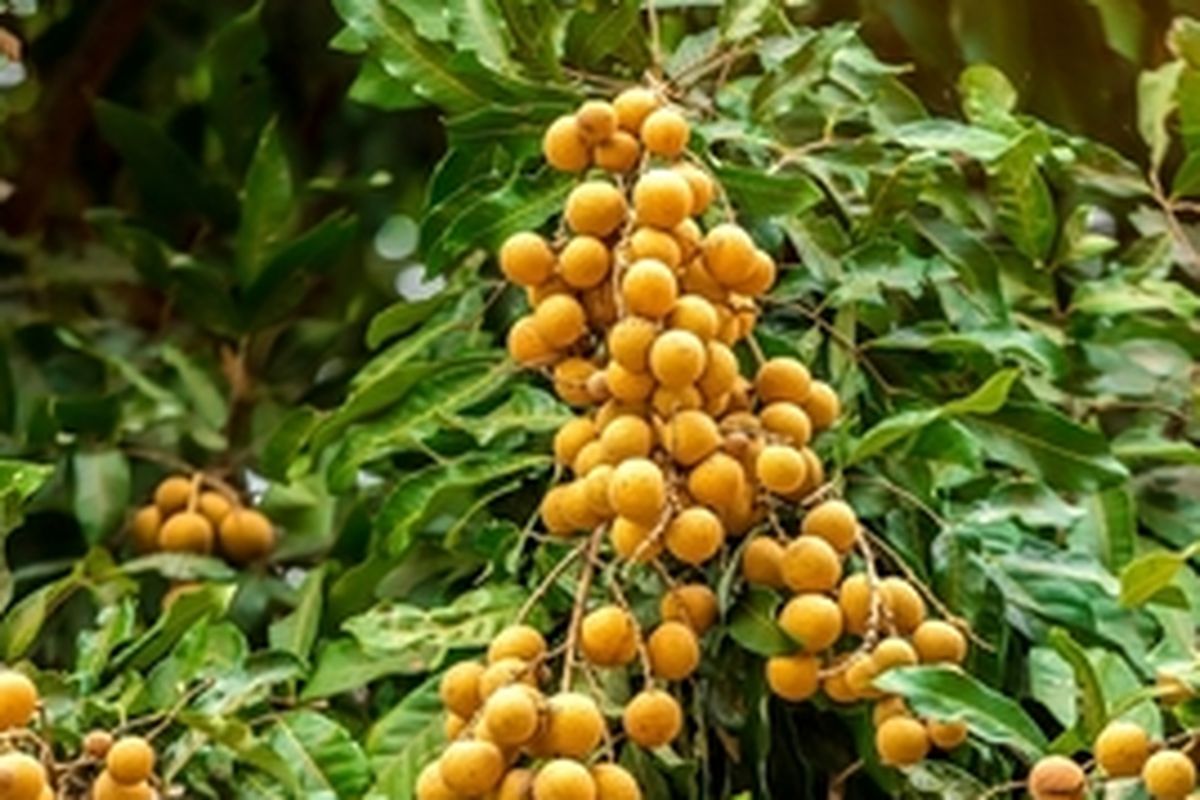 Kelengkeng, tanaman kelengkeng, pohon kelengkeng