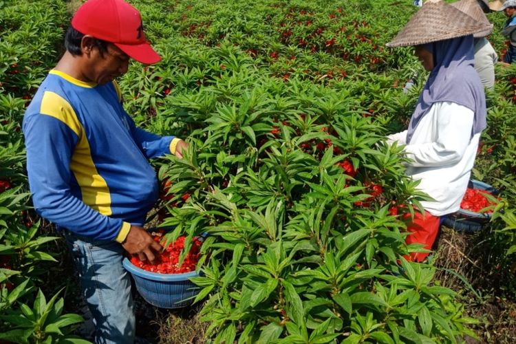 Panen bunga pacar air di lahan milik Kasan, di Desa Dukuh Klopo, Kecamatan Peterongan, Kabupaten Jombang, Jawa Timur.