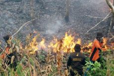 Kebakaran Hutan Hanguskan Helipad Yayasan Penyelamatan Orangutan