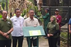 Sejumlah Gubernur DKI Jakarta Berikan Nama 4 Jerapah di Ragunan: Dirga, Ayuri, Julang, dan Tazoo