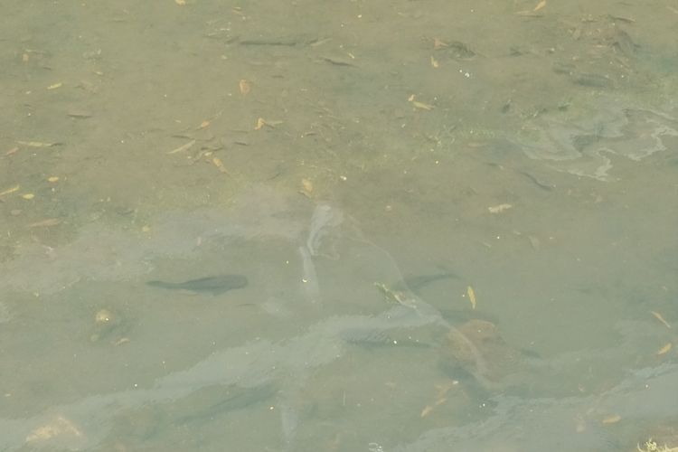 Daftar Lokasi Operasi Tangkap Ikan Sapu-Sapu, Pramono Turun Tangan di Jakut