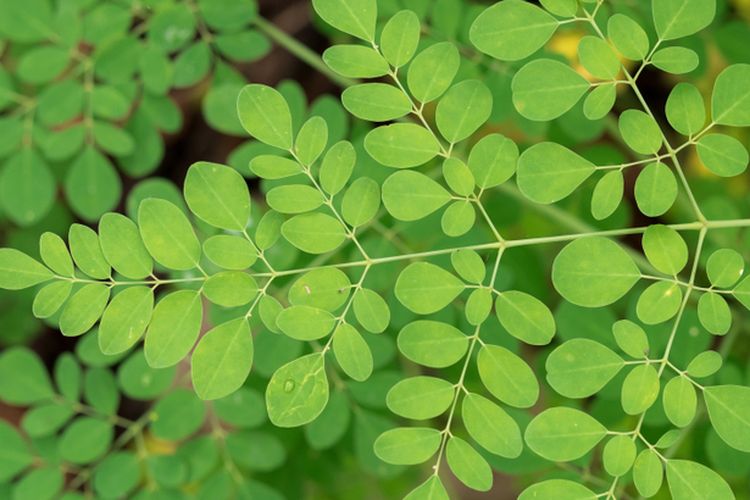 Ilustrasi daun kelor. 