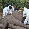 Gajah Dona Mati di TNWK, Apa Dampaknya Bagi Konservasi?