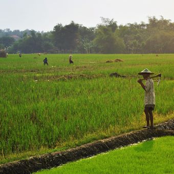 Ilustrasi sawah, pertanian. 