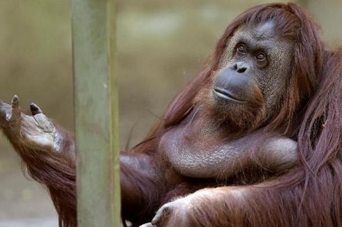 Putusan Bersejarah, Pengadilan Argentina Beri Hak Hukum kepada Orangutan