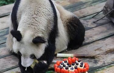 Panda Tertua di Dunia Rayakan Ulang Tahun Ke-36 Halaman all ...