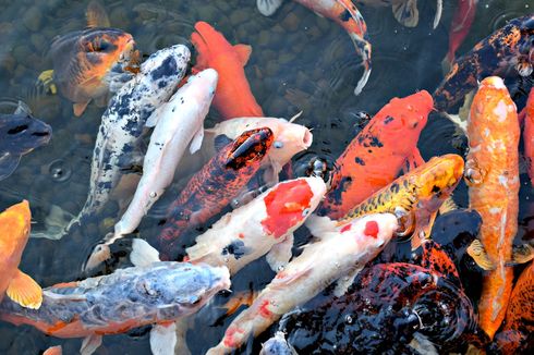 4 Tips Memelihara Ikan Koi di Kolam