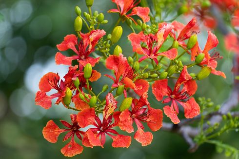 Sepe, Bunga Flamboyan dari Timur Indonesia