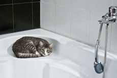 7 Alasan Kucing Senang Berada di Kamar Mandi