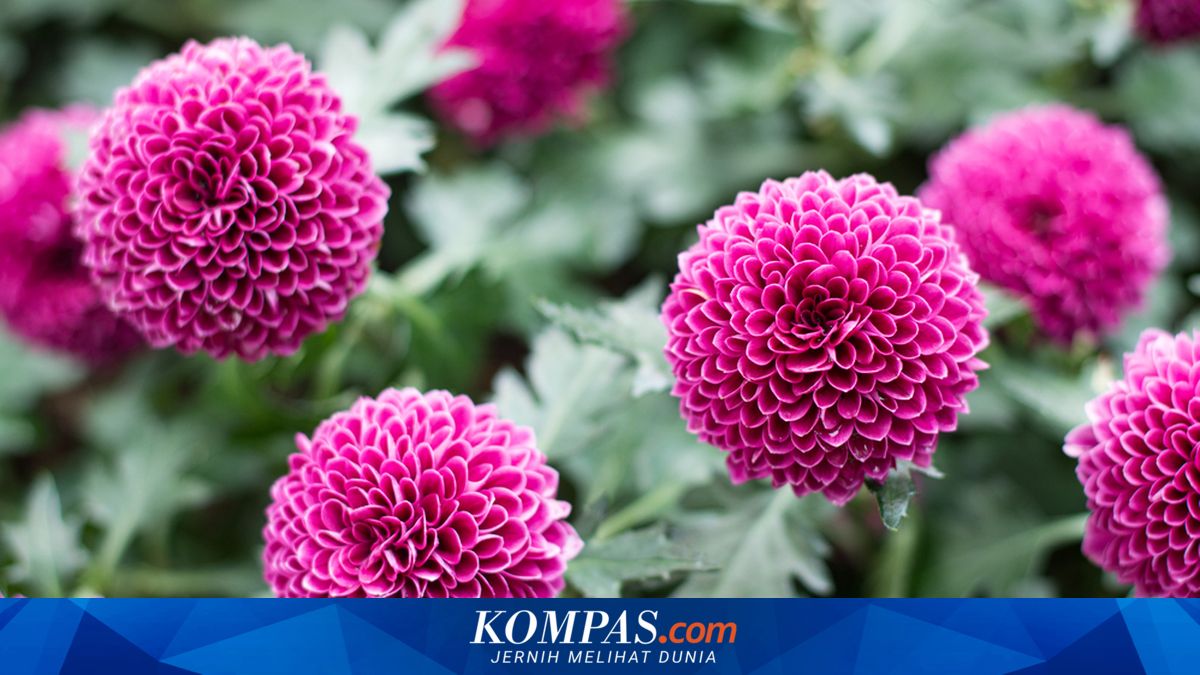 11 Jenis Bunga Krisan yang Bisa Ditanam di Rumah, Punya Kelopak Unik