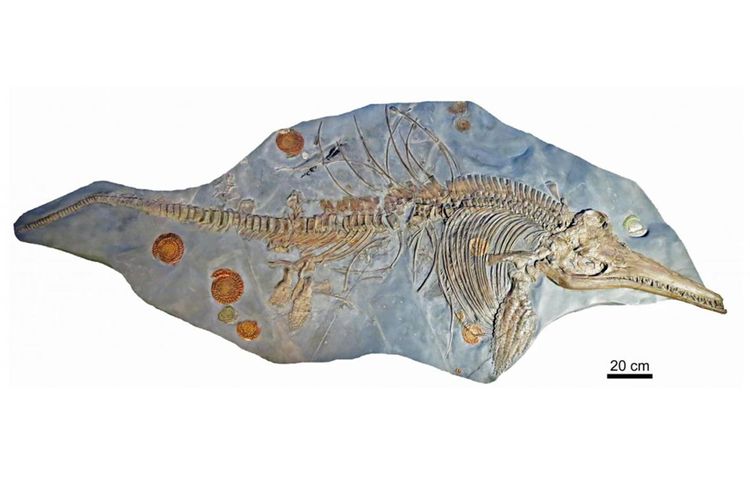 Tulang Ichthyosaurus somersetensis