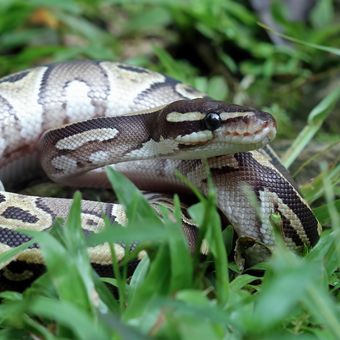 Ilustrasi ular jenis sanca bola atau ball phyton.