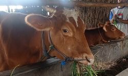 Waspada Musim Kemarau di Indonesia, Ahli Ingatkan Peternak Siapkan Stok Pakan