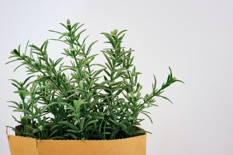 Aroma rosemary yang kuat juga dapat ditaruh di area rumah sebagai cara mengusir lalat. Menariknya, tanaman ini ternyata juga bisa mencegah kucing.