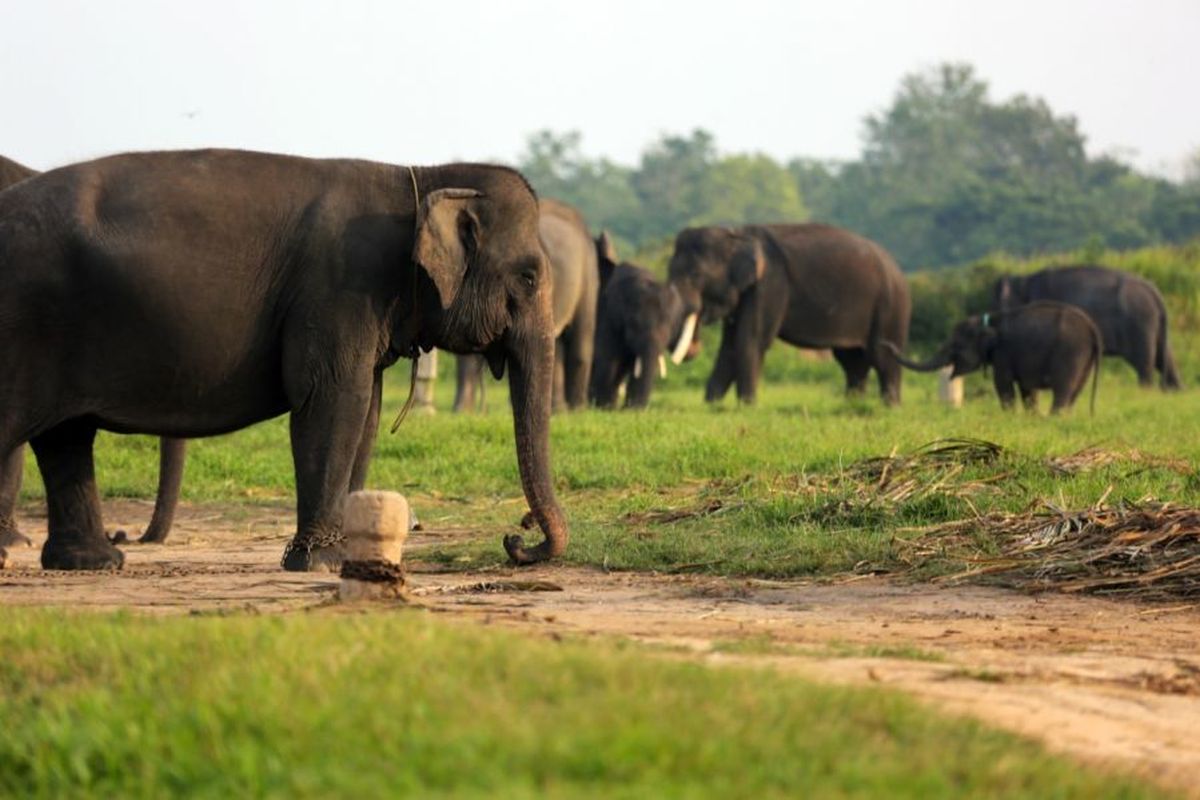 Balai TNWK Bangun Tanggul dan Pagar 60 KM demi Tekan Konflik Gajah-Manusia di Lampung