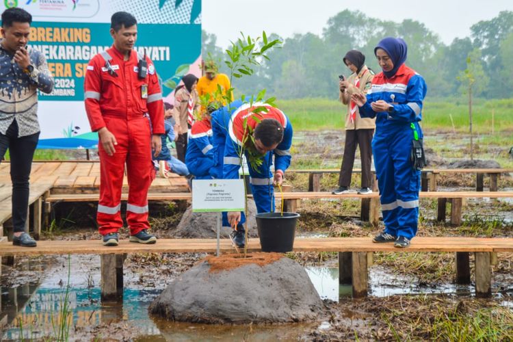 PT Kilang Pertamina Internasional (KPI) Refinery Unit III Plaju mendukung pembangunan Taman Keanekaragaman Hayati di Sumsel dengna melakukan groundbreaking bersama Pemerintah Provinsi (Pemprov) Sumsel pada Selasa (2/7/2024).