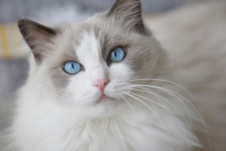 Ilustrasi kucing - Kucing Ragdoll.