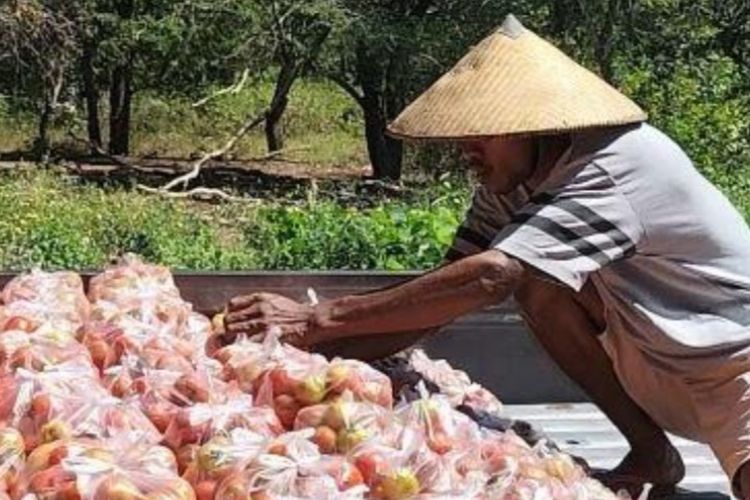 Foto: Petani di Sikka, Yance Maring sedang menyiapkan tomat hasil panen untuk dibagikan kepada masyarakat.