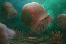 Seperti Apa Fosil Ubur-ubur Tertua yang Pernah Ditemukan?