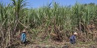 Ini Sosok Pemilik Sugar Group Companies, Raja Gula asal Lampung