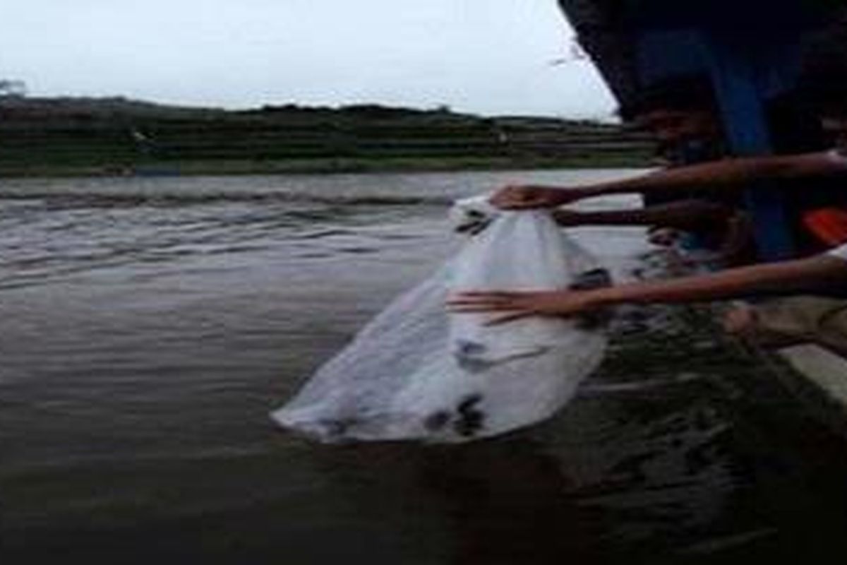 Puluhan mahasiswa dari Mahasiswa Pecinta Alam Teknik Sipil (Mapateksi) Universitas Diponegoro Semarang menebar bibit ikan di Danau Telaga Cebong di di dataran tinggi Dieng di Desa Sembungan, Kecamatan Kejajar, Kabupaten Wonosobo, Jawa Tengah. Selain menebar bibit ikan, mereka juga menanam pohon untuk memeringati Hari Bumi yang jatuh pada 22 April 2012. 