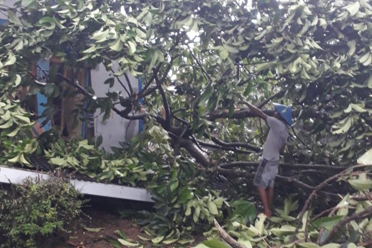 Warga membersihkan pohon yang tumbang akibat diterjang angin kencang di Desa Binangun, Kecamatan Batarsari, Kabupaten Cilacap, Jawa Tengah, Rabu (1/3/2023) sore. 
