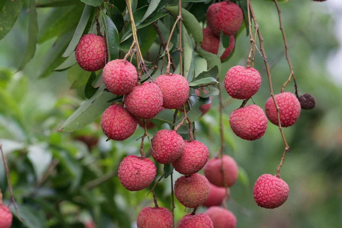 Ilustrasi buah leci, tanaman buah leci.