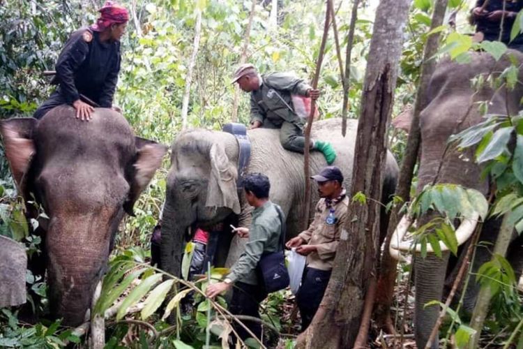 Balai Konservasi Sumber Daya Alam (BKSDA) Provinsi Aceh bekerjasama dengan Forum Konservasi Leuser (FKL) memasang dua GPS Collar pada dua kelompok gajah liar di Kecamatan Bireum Bayeum, Kabupaten Aceh Timur, Minggu (10/3/2019). 