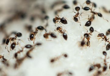 Cara Membasmi Semut di Rumah Menggunakan Soda Kue