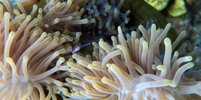 Pemandangan bawah laut Teluk Cenderawasih.