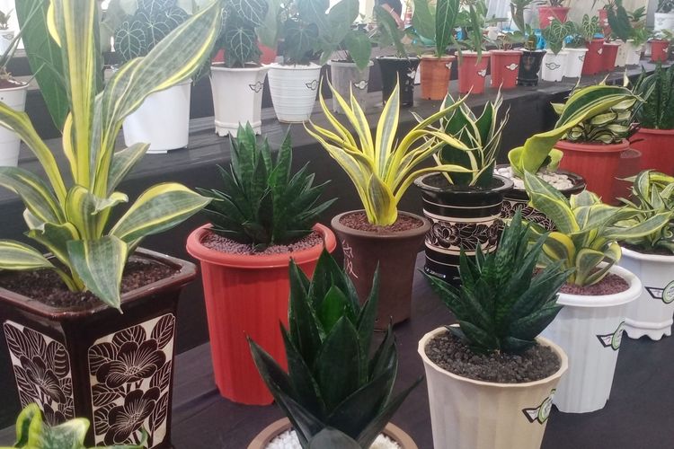 Beberapa tanaman hias dari peserta kontes Latber (Latihan Bersama) Sintestha (Silaturahmi Kontes Tanaman Hias) 2022 pada Minggu (30/1/2022). 