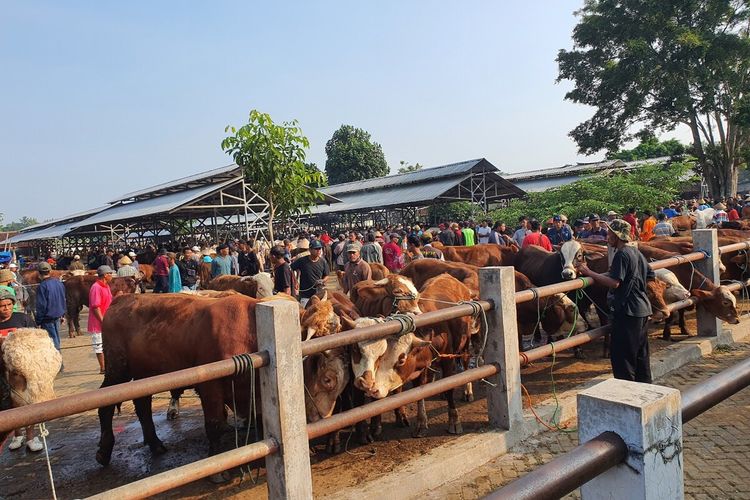 Aktivitas perdagangan di pasar hewan Siono Harjo, Playen, Gunungkidul. Rabu (22/5/2024)