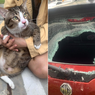 Kucing Seberat 8,5 Kg Jatuh dari Lantai 6 dan Bikin Kaca Mobil Bolong Tanpa Patah Tulang