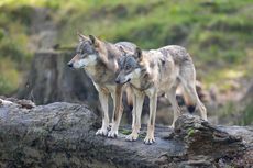 Populasi Serigala Naik, UE Peringatkan Bisa Jadi Ancaman bagi Manusia