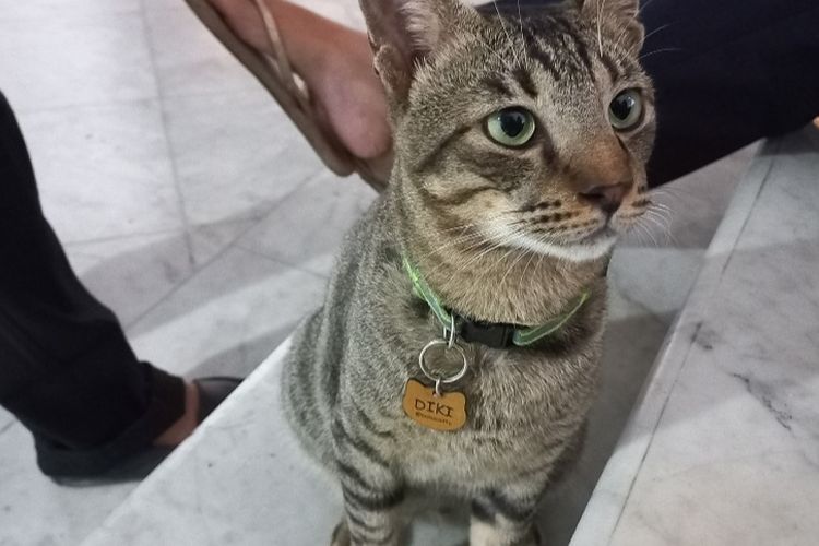 Kucing di Balai Kota DKI Jakarta, dipotret Selasa (13/12/2022) sore.