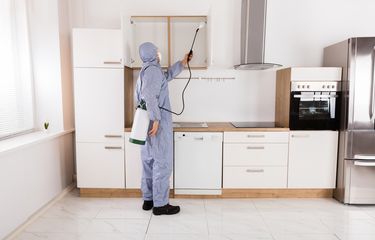 Ilustrasi membasmi rayap di dapur.