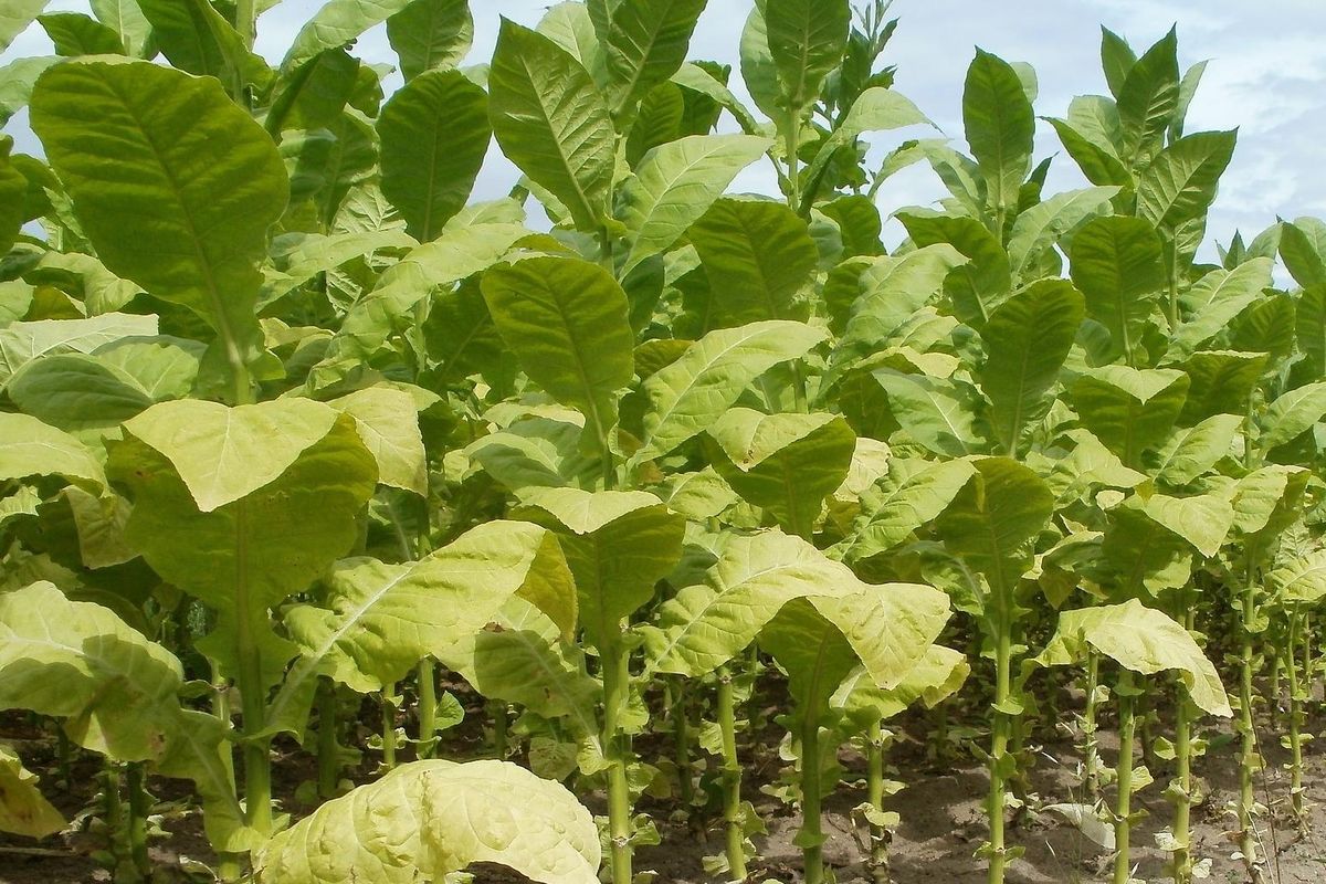Ilustrasi tanaman tembakau, daun tembakau.