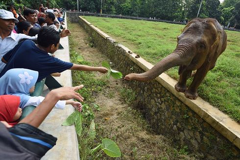 Tak Ada Perlakuan Khusus Hewan di Ragunan pada Libur Natal dan Tahun Baru