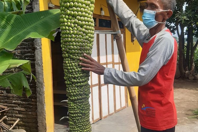 Pohon pisang milik Sukadi (53) warga RT 003, RW 007 Dukuh Bontitan, Desa Kopen, Kecamatan Teras, Kabupaten Boyolali, Jawa Tengah menghasilkan ratusan buah dan miliki panjang tandan 2,5 meter di halaman rumahnya Senin (22/11/2021).