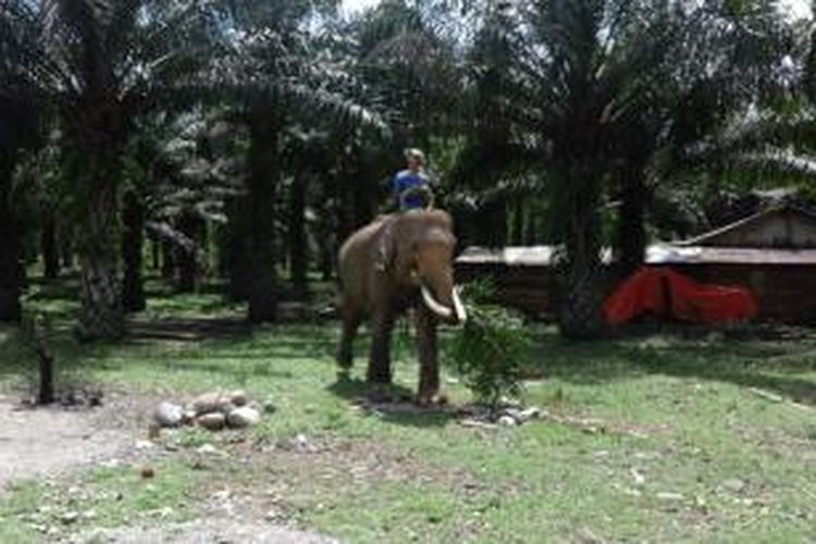 Seekor gajah dan pawangnya di Taman Wisata Alam (TWA), Pusat Latihan Gajah (PLG), Sebelat, Kabupaten Bengkulu Utara, Provinsi Bengkulu. 