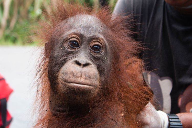 Induk dan anak orangutan diselamatkan dari hutan yang terbakar di Jalan Pelang-Tumbang Titi, Kecamatan Matan Hilir Selatan, Kabupaten Ketapang, Kalimantan Barat, Minggu (2/2/2020).