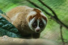 Lalu Lalang Kukang di Arboretum Busang, Bukti Keberhasilan Restorasi Alam