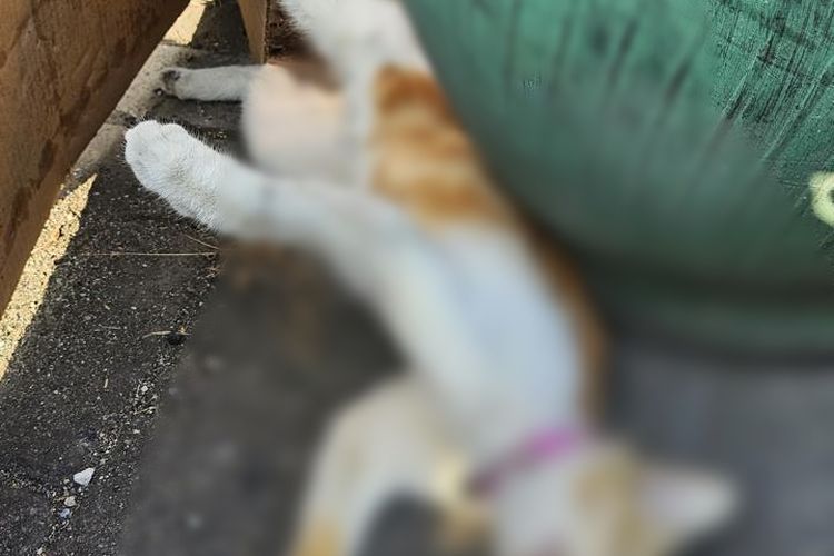 Satu dari belasan kucing yang mati mendadak di Kota Malang, Jawa Timur. 