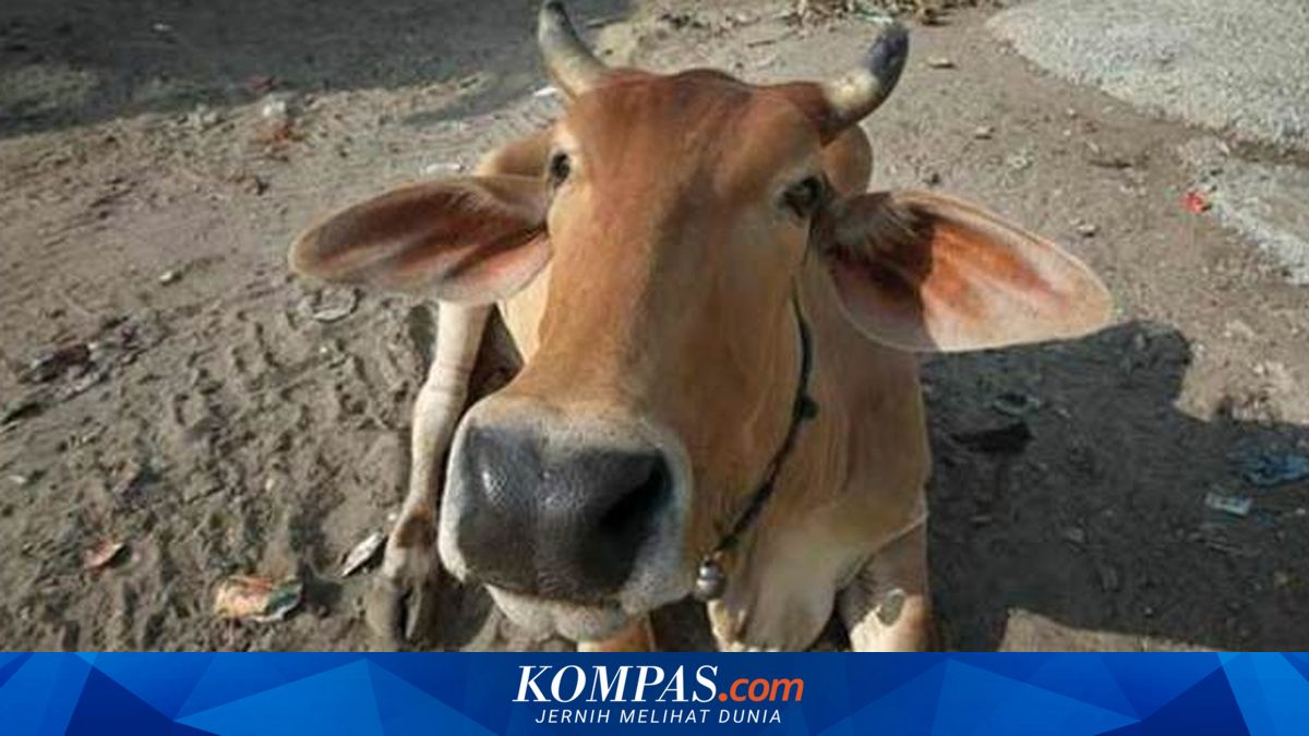 Sapi Masuk ke Bandara di India, Dua Penerbangan Terpaksa Dialihkan