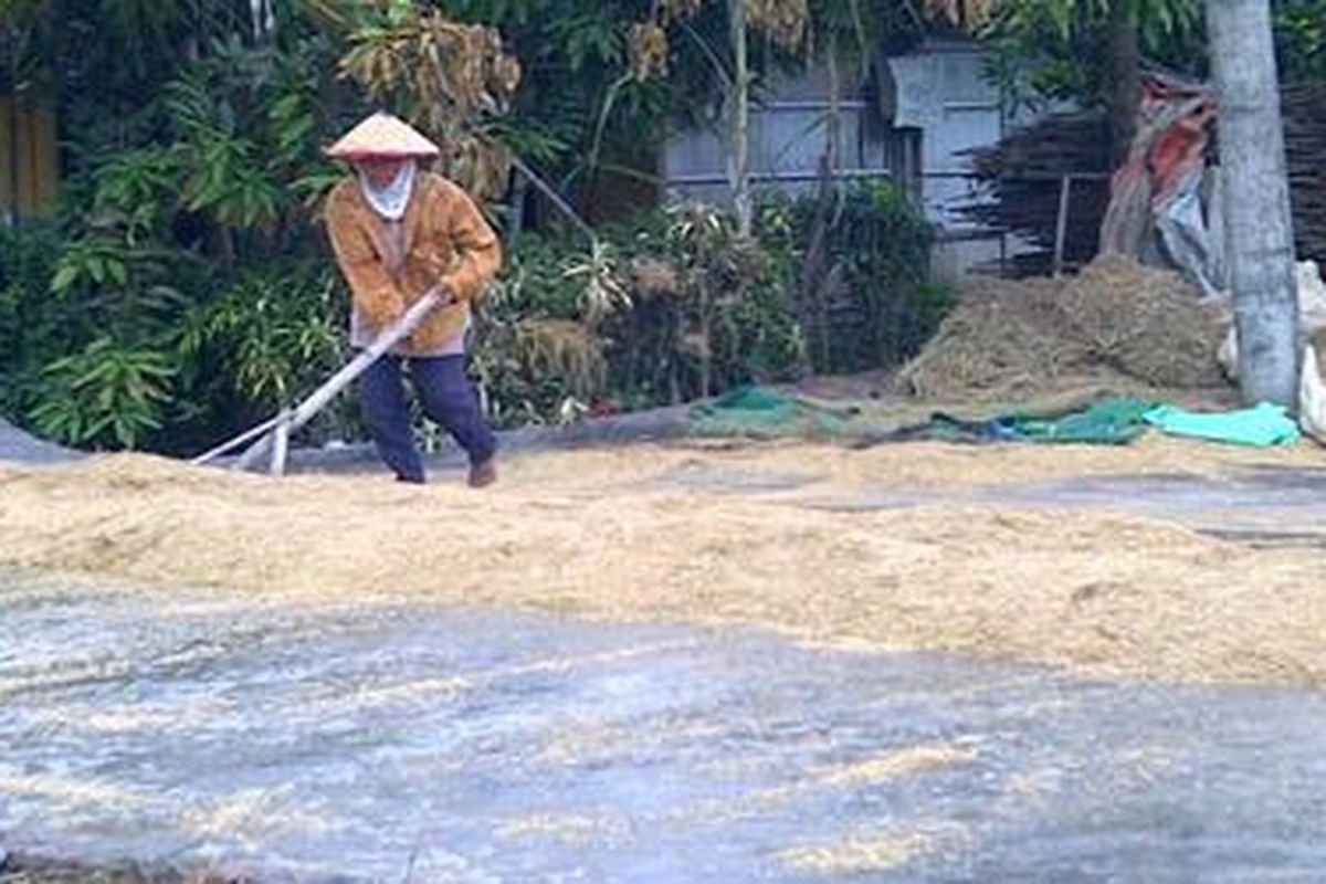 Perempuan pekerja tengah menjemur gabah di pelataran penggilingan padi di Desa Pengkol, Kecamatan Penawangan, Kabupaten Grobogan, Jawa Tengah, Kamis (7/3/2013).