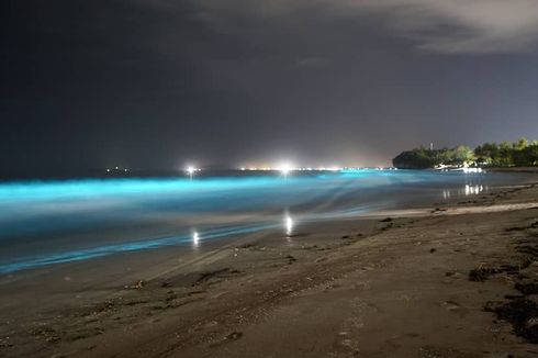 Mengapa Plankton Bisa Bikin Laut Lampung Menyala Biru Saat Malam Hari?