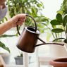 6 Trik yang Bikin Berkebun Jadi Lebih Mudah